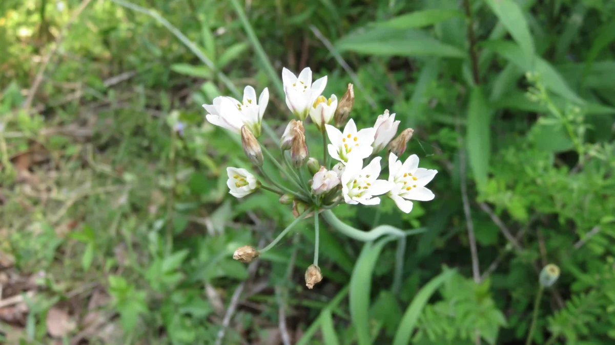 【制作物について】毬猫しゃこ　リアルライブ記念同人誌