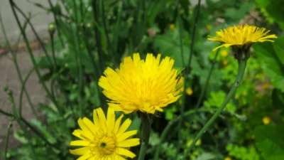 【制作物について】柴犬梅尔日记創作詩集シリーズ