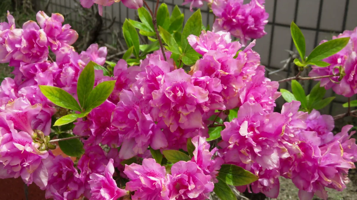 【お知らせ】永遠写工房　代表Tukkunより　年始のご挨拶